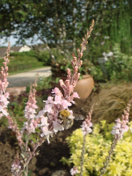 Linaria purpurea 'Canon J Watt' fleur